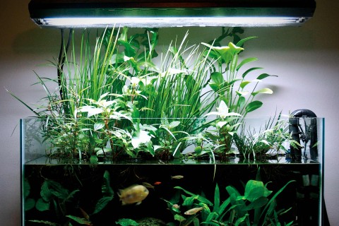 verontschuldigen Gloed prototype Aquarium verlichting kopen? .HORNBACH. Laagste Prijsgarantie