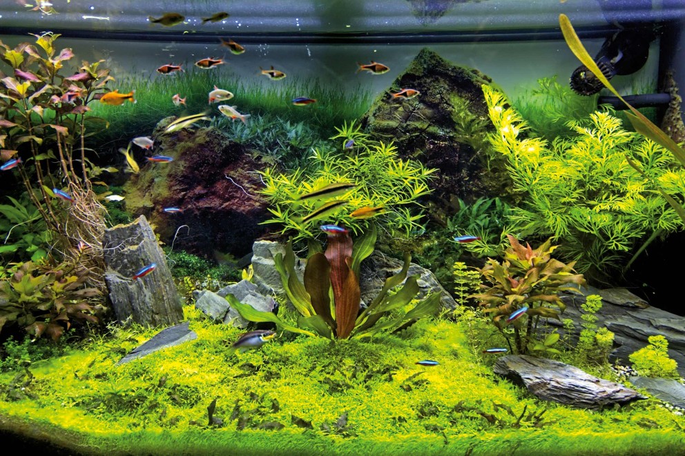 Boos doorboren Marxisme Advies over je aquarium inrichten? Info & tips van HORNBACH!