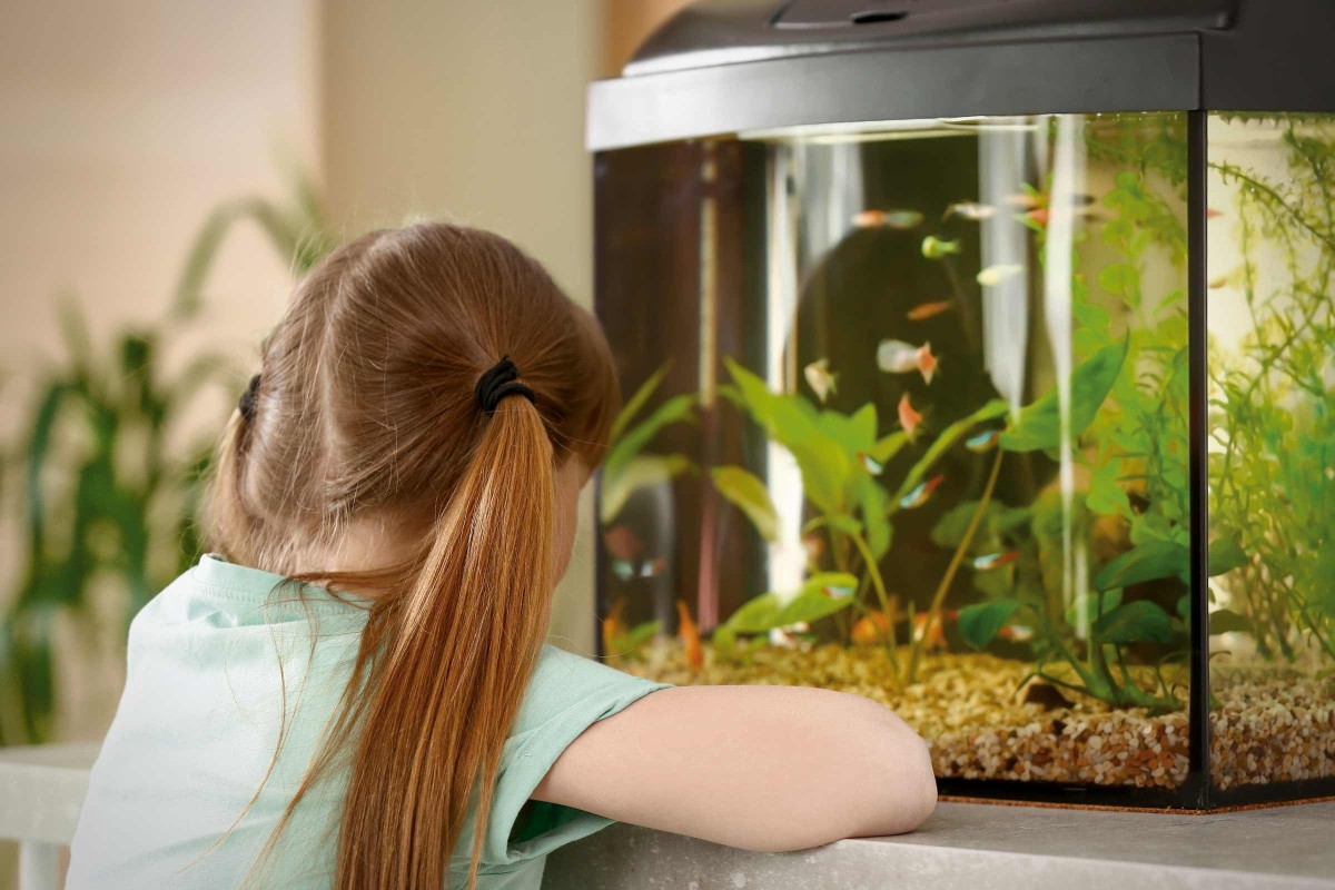 De databank Beukende botsen Advies over aquarium voor kinderen? Info & tips van HORNBACH!