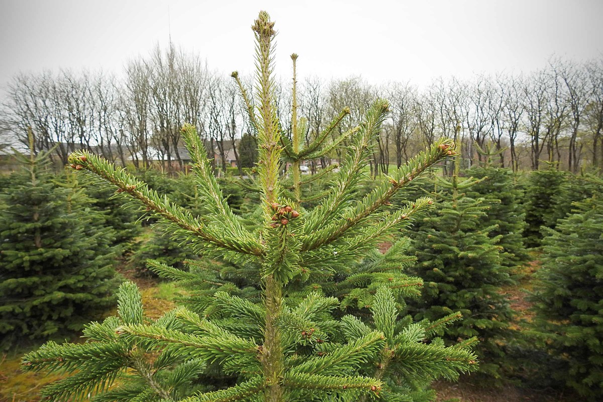 Bestudeer Ontwapening definitief Op zoek naar een echte kerstboom? Nordmann kerstbomen | HORNBACH!
