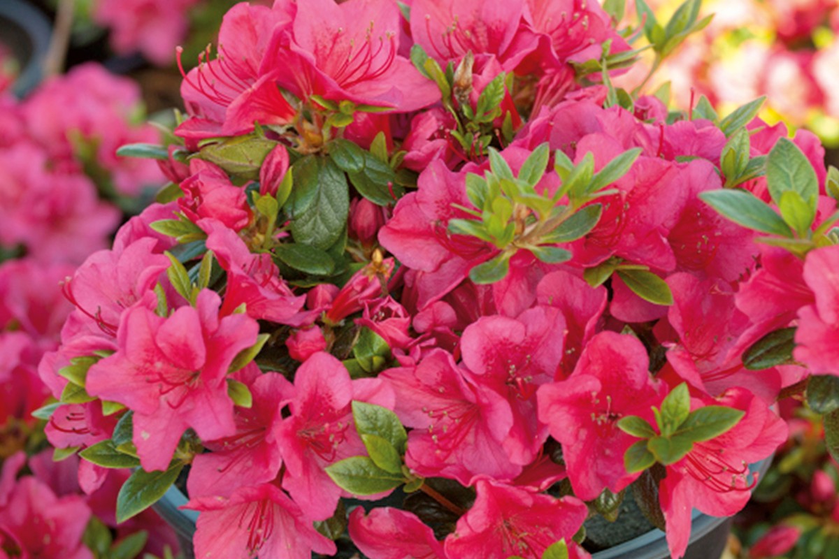 Rhododendron verzorgen | HORNBACH 