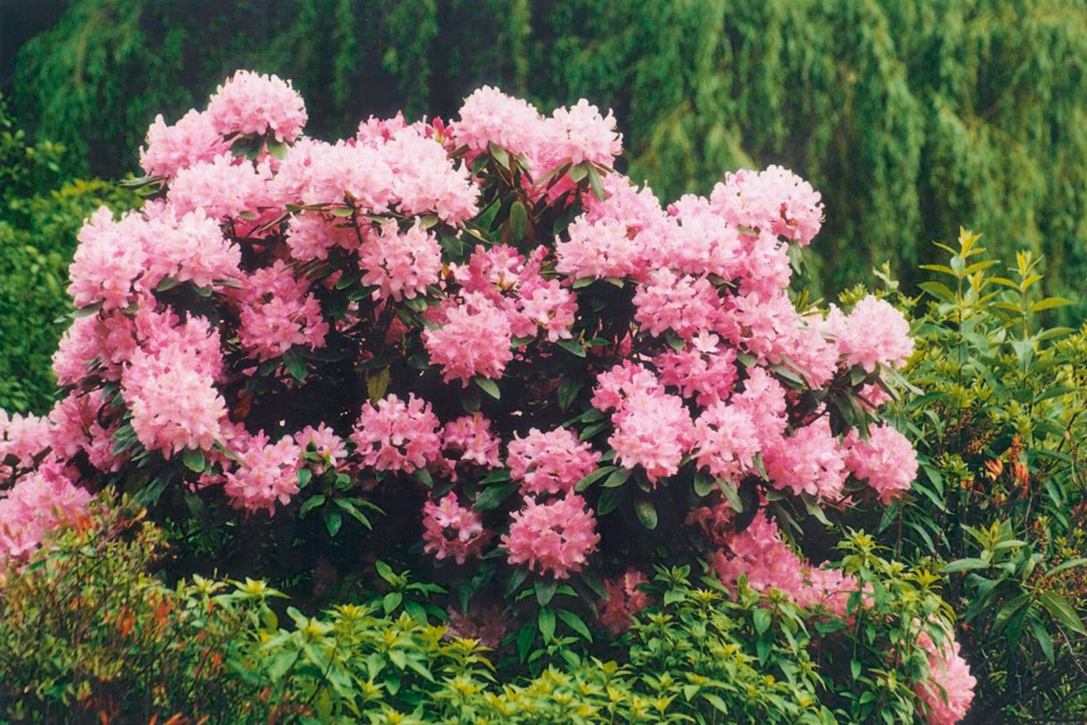 Rhododendron2 Terrasse bepflanzen 