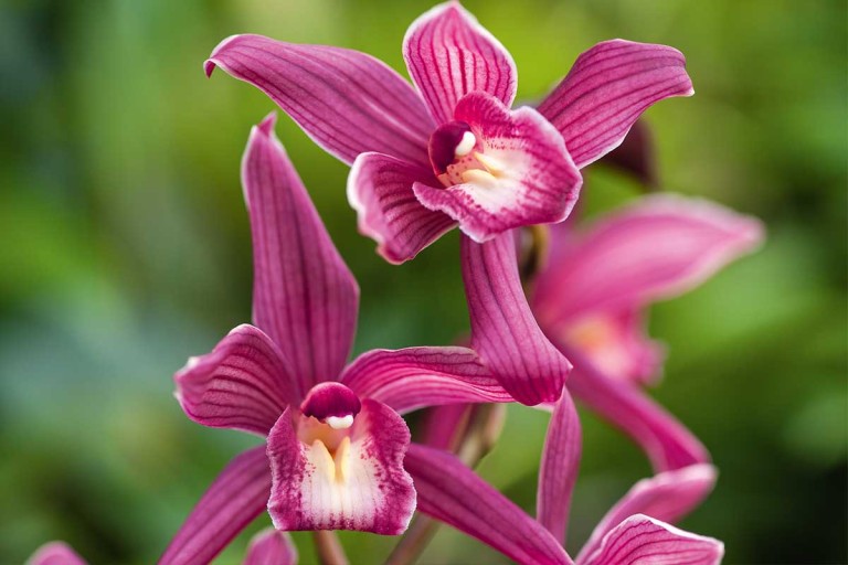 Orchideeën verzorgen