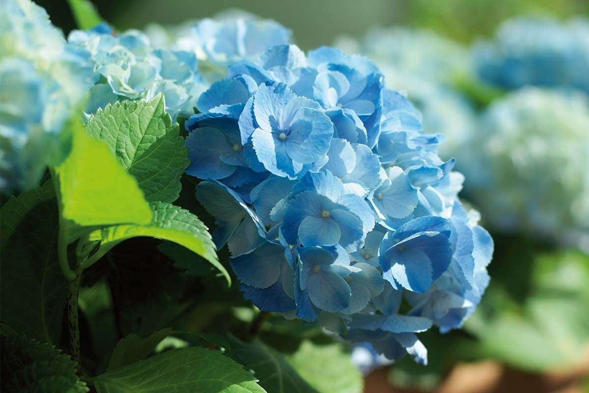 De beste bloeiende kamerplant kiezen | HORNBACH 