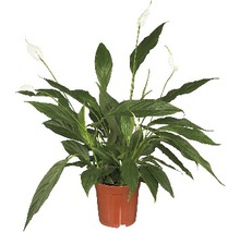FLORASELF Lepelplant Spathiphyllum Sebastiano potmaat Ø24 cm H 100-110 cm-thumb-0