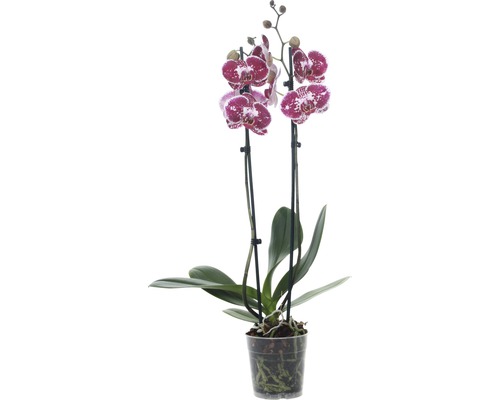 FLORASELF® Orchidee Phalaenopsis Chien Xen Pearl 2-tak lila potmaat Ø 12 cm