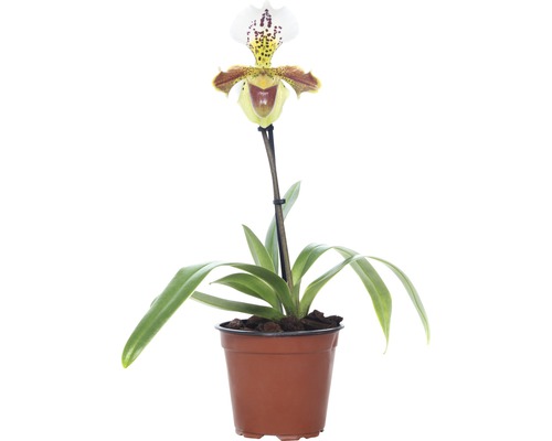FLORASELF® Vrouwenschoen-orchidee Paphiopedilum Hybride 'USA' geel/bruin potmaat Ø 12 cm
