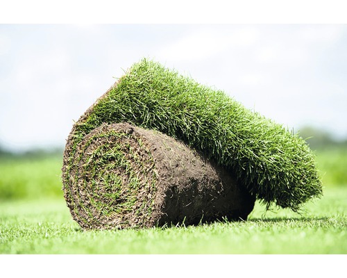 Graszoden Natuur siergras grasmat 250x40 cm. Bestellen per hele rol = 1 m² (minimale besteleenheid is 30 m²)