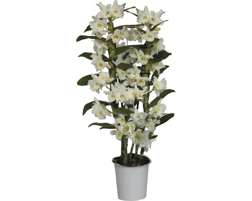 FLORASELF® Orchidee Dendrobium Nobilee Apollon wit potmaat Ø 12 cm