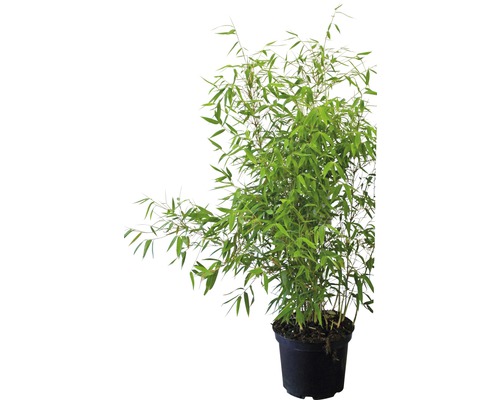 FLORASELF® Bamboe Fargesia spathacea potmaat Ø 28 cm