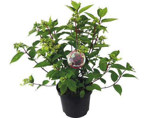 Hortensia Hydrangea paniculata 'Wim's Red' potmaat 7,5 L H 40-50 cm
