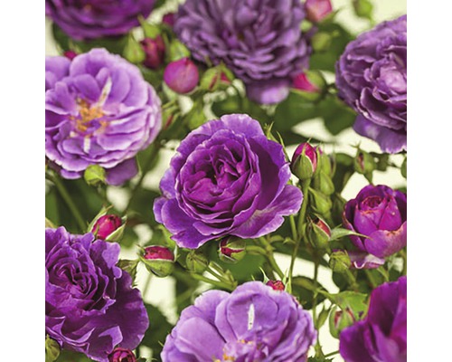 FLORASELF® Stamroos Rosa Minerva H90 cm violet