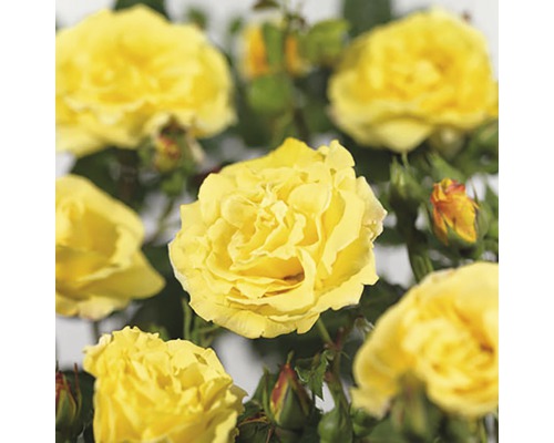 FLORASELF® Klimroos Rosa lichtkönigin Lucia C5 geel
