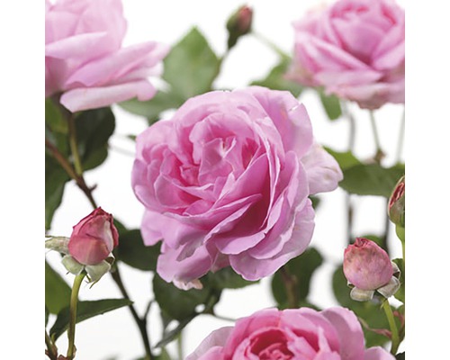 FLORASELF® Klimroos Rosa Ghita Renaissance C5 roze