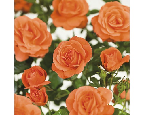 FLORASELF® Klimroos Rosa Newsflash C5 oranje