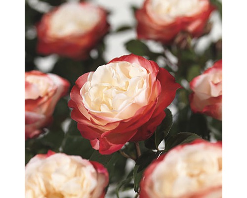 FLORASELF® Rozenstruik Rosa Nostalgie rood-wit