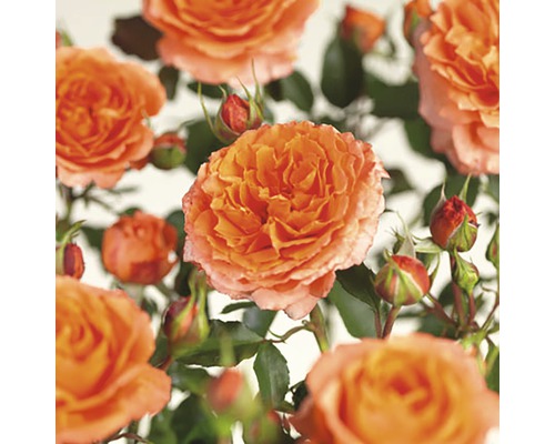 FLORASELF® Rozenstruik Rosa Orange Meilove C5 oranje