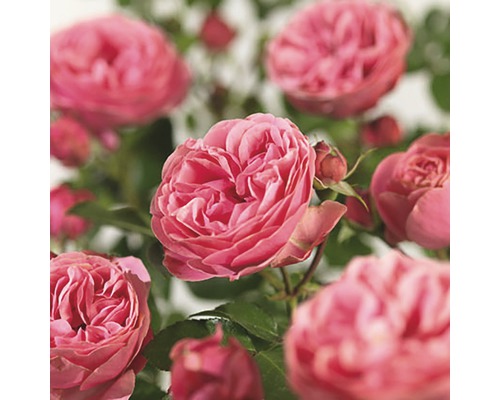 FLORASELF® Rozenstruik Rosa Leonardo da Vinci C5 roze