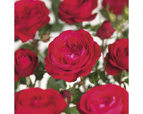 FLORASELF® Rozenstruik Rosa Red Meilove C5 rood