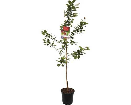 FLORASELF Pruim Prunus domestica 'Opal' Ø 18 cm