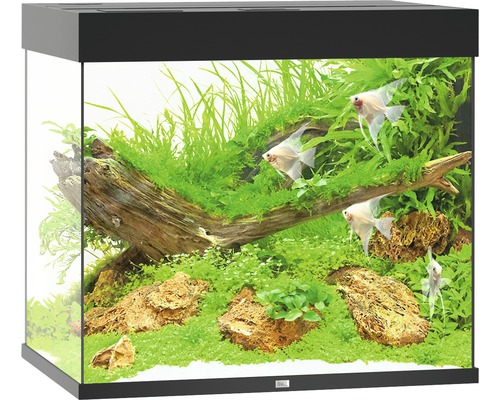Laptop verantwoordelijkheid kasteel JUWEL Aquarium Lido LED zwart 200 L, 71x51x65 cm kopen! | HORNBACH
