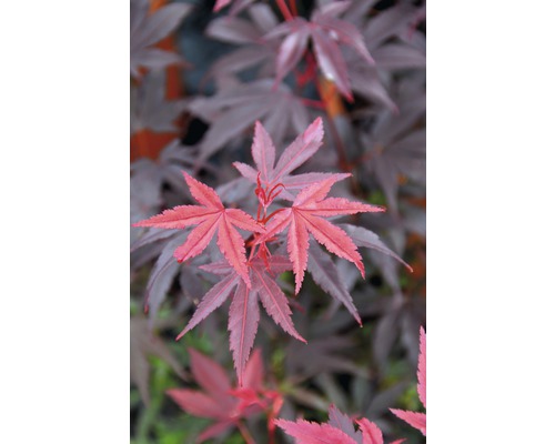 FLORASELF® Japanse esdoorn Acer palmatum 'Pixie' potmaat Ø19 cm