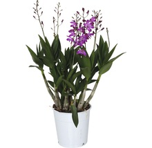 FLORASELF Orchidee Dendrobium x Hybride 'Berry Oda' potmaat Ø 12 cm H 35-45 cm-thumb-0
