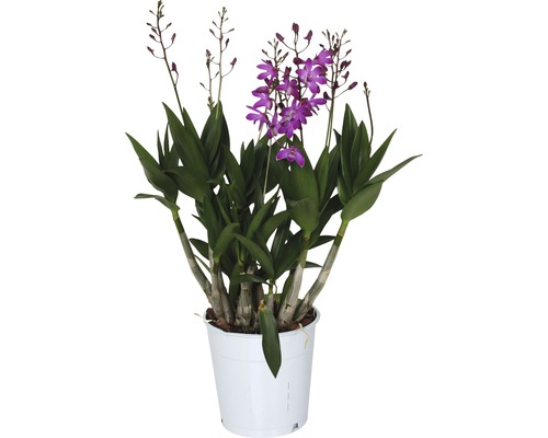 FLORASELF Orchidee Dendrobium x Hybride 'Berry Oda' potmaat Ø 12 cm H 35-45 cm