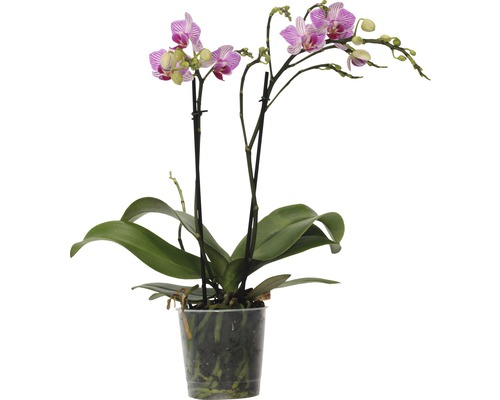 FLORASELF Orchidee Phalaenopsis-Cultivars Multiflower Rosa potmaat Ø 9 cm H 30-40 cm