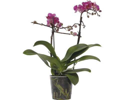 FLORASELF Vlinderorchidee Phalaenopsis-Cultivars Multiflower Dunkelrosa potmaat Ø 9.0 cm H 30-40 cm