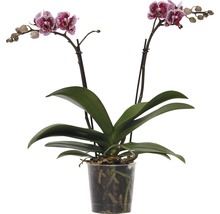 FLORASELF Vlinderorchidee Phalaenopsis-Cultivars Multiflower potmaat Ø 9 cm H 30-40 cm-thumb-0