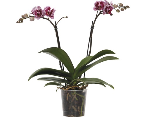 FLORASELF Vlinderorchidee Phalaenopsis-Cultivars Multiflower potmaat Ø 9 cm H 30-40 cm