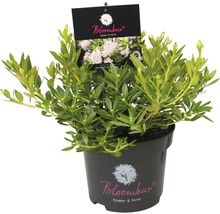 Azalea Rhododendron micranthum 'Nugget® by Bloombux' potmaat 2 liter-thumb-3