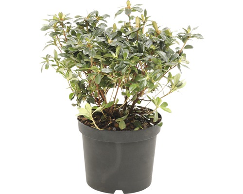FLORASELF® Rhododendron 'Geisha Red' Ø19 cm rood