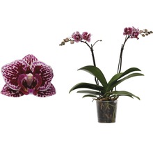 FLORASELF Vlinderorchidee Phalaenopsis-Cultivars Multiflower potmaat Ø 9 cm H 30-40 cm-thumb-1