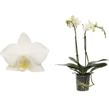 FLORASEF Vlinderorchidee wit Phalaenopsis-Cultivars potmaat Ø 9 cm H 30-40 cm-thumb-1