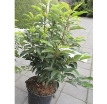 FLORASELF Laurier Prunus lusitanica potmaat 5 L H 60-80 cm-thumb-1