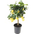 FLORASELF Citroenboom Citrus-Cultivars 'Limon' potmaat Ø 21.0 cm H 65 cm