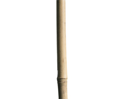 blad Onbevredigend geduldig Bamboestok 210 cm 18/20 mm kopen! | HORNBACH