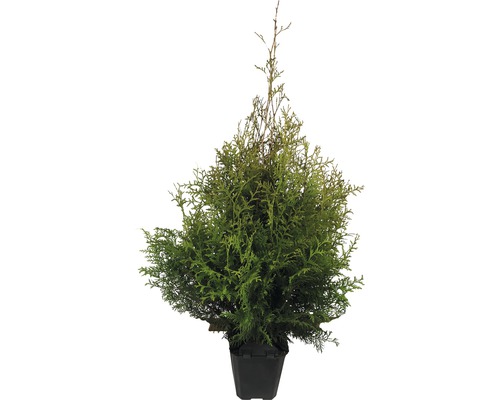 FLORASELF Levensboom Thuja occidentalis 'Brabant' H 80-100 cm in plantcontainer
