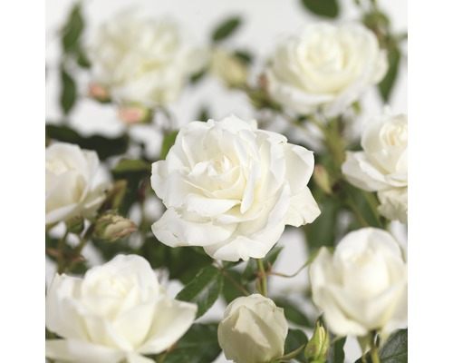 FLORASELF Stamroos Rosa schneeuwittchen H90 cm wit