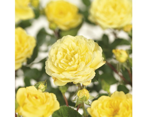 FLORASELF Stamroos Rosa yellow meilove H60 cm geel