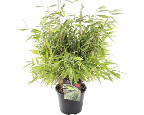 houd er rekening mee dat tij ruilen FLORASELF® Bamboe Fargesia Murieliae 65 cm kopen! | HORNBACH