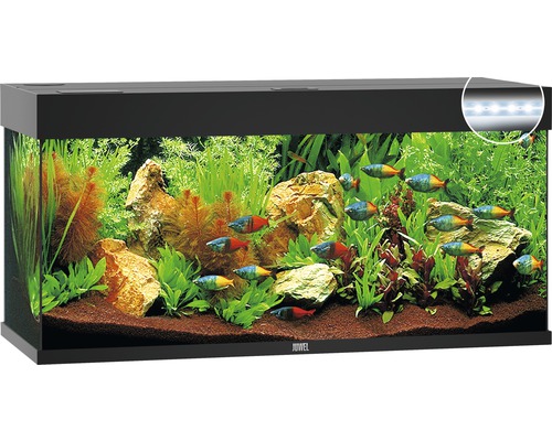 beroemd Darts Verval JUWEL Aquarium Rio LED zwart 240 L, 121x41x55 cm kopen! | HORNBACH