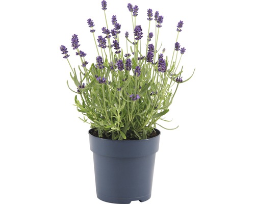 FLORASELF® Lavendel Lavandula angustifolia potmaat Ø 12 cm