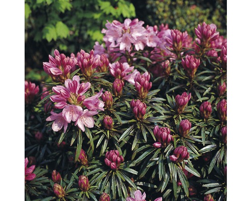 FLORASELF® Rhododendron Rhododendron hybriden 'Graziella' potmaat Ø21 cm