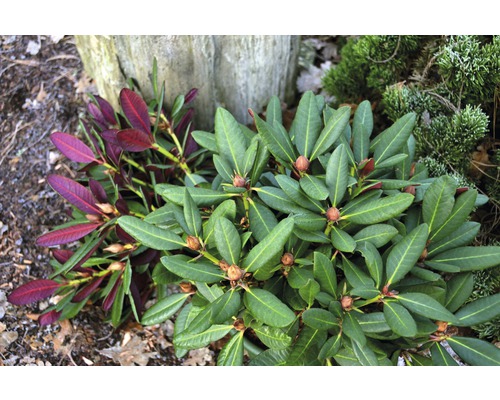FLORASELF® Rhododendron Rhododendron hybriden 'Frambozenroze' potmaat Ø21 cm