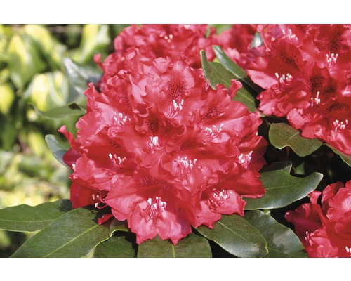 FLORASELF® Rhododendron Rhododendron hybriden 'Cherry Kiss' potmaat Ø21 cm