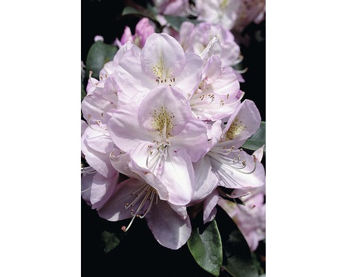 FLORASELF® Rhododendron Rhododendron hybriden 'Gomer Waterer' potmaat Ø26 cm