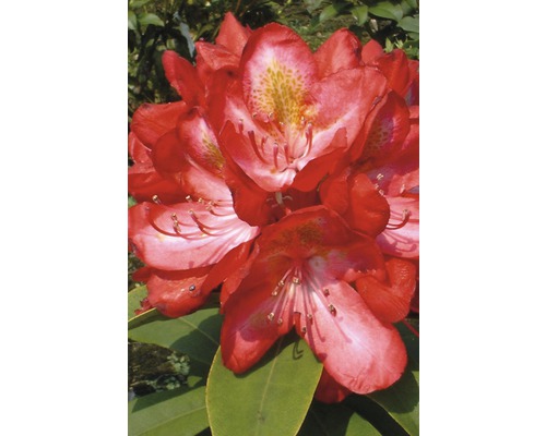 FLORASELF® Rhododendron Rhododendron hybriden 'Nova Zembla' potmaat Ø24 cm